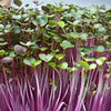 Cabbage Seeds - Mammoth Red Rock - Microgreens