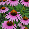 Echinacea Seeds - Purple Coneflower Herb