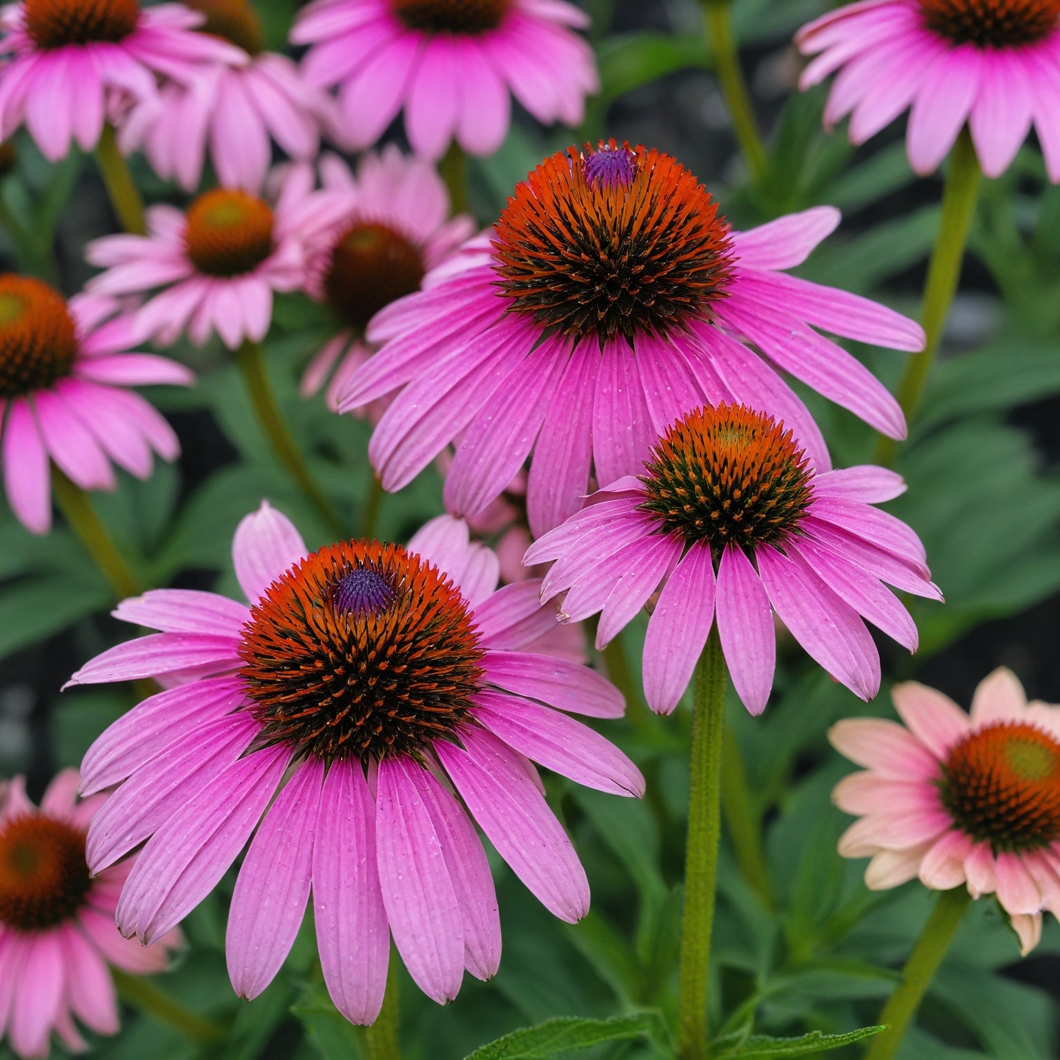 Echinacea Seeds - Purple Coneflower Herb