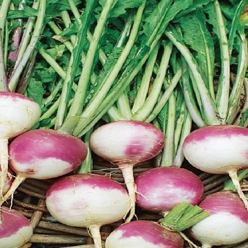 Rutabaga Seeds – American Purple Top