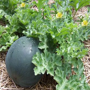 Sugar Baby Watermelon Growing In Vegetable Garden