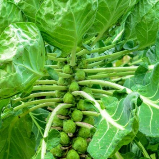 Long Island Brussels Sprouts Harvest Vegetable Garden