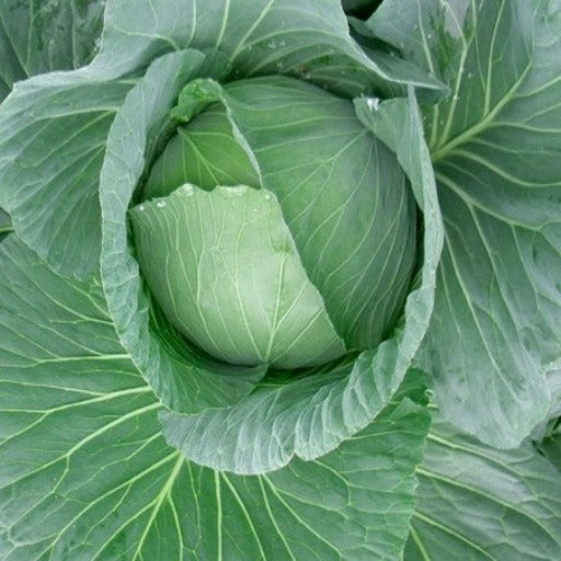 Golden Acre Cabbage Growing In Garden