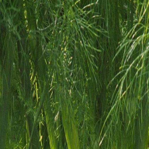 Fennel Seeds - Florence