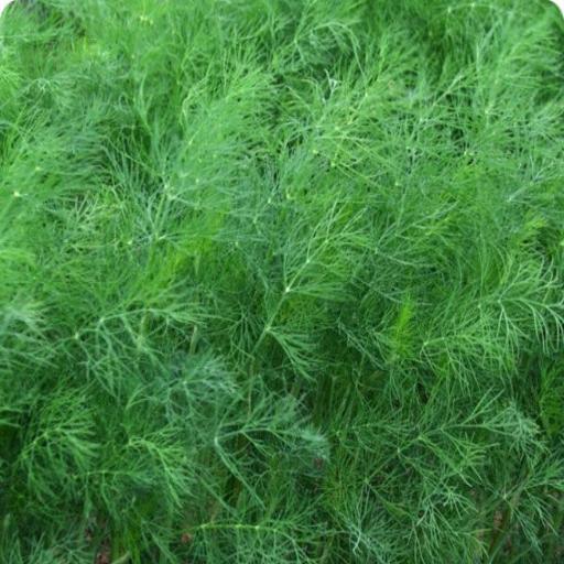 Dill Seeds – Dwarf Fernleaf