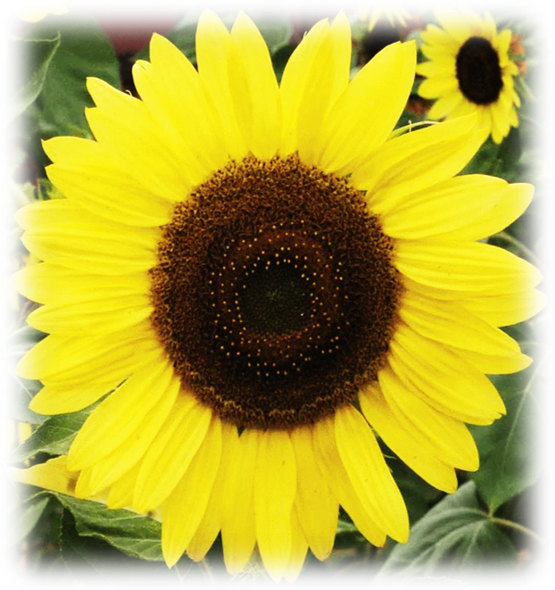 Sunflower Lemon Queen Flower Growing In Flower Garden