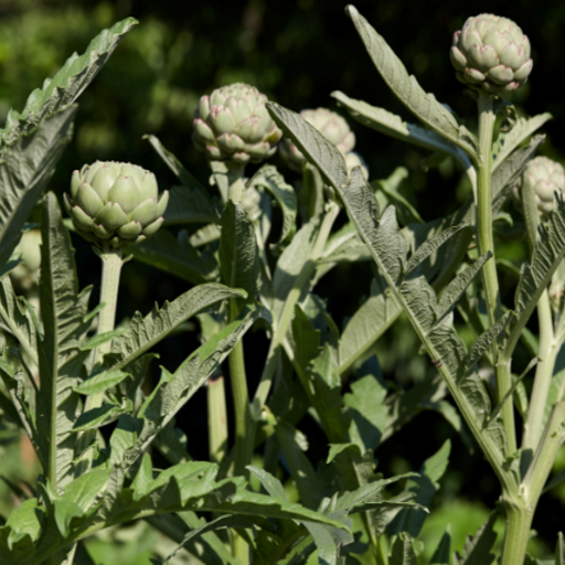 Green Globe Artichoke Growing In Garden