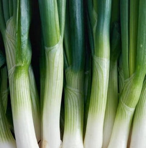 Leek Seeds – Large American Flag Leek Garden Seeds From Back Home Seed. Close Up Of Leek Growing In Garden