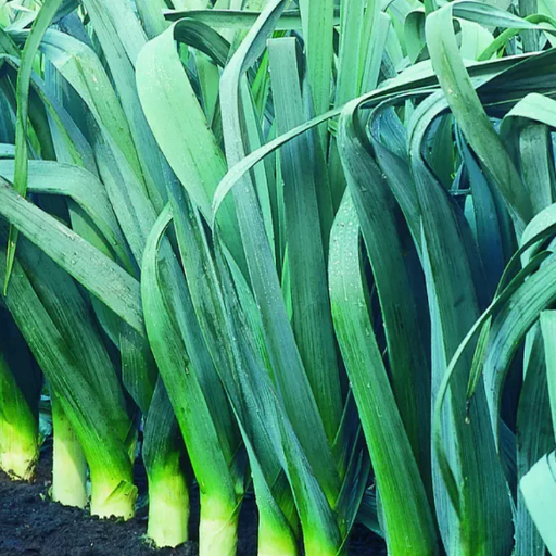 Leek Seeds – Large American Flag Leek Garden Seeds From Back Home Seed. Leek Growing In Garden