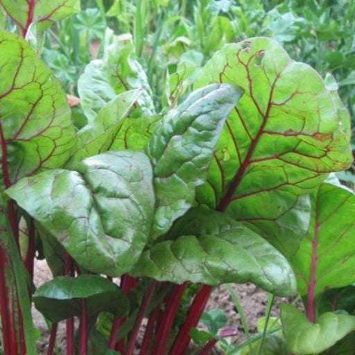 Detroit Dark Red Beets Growing In Garden Beet Greens