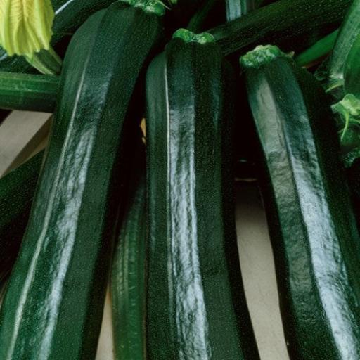 Zucchini Squash Black Beauty Harvest From Vegetable Garden