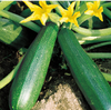 Zucchini Squash Black Beauty Growing In Vegetable Garden