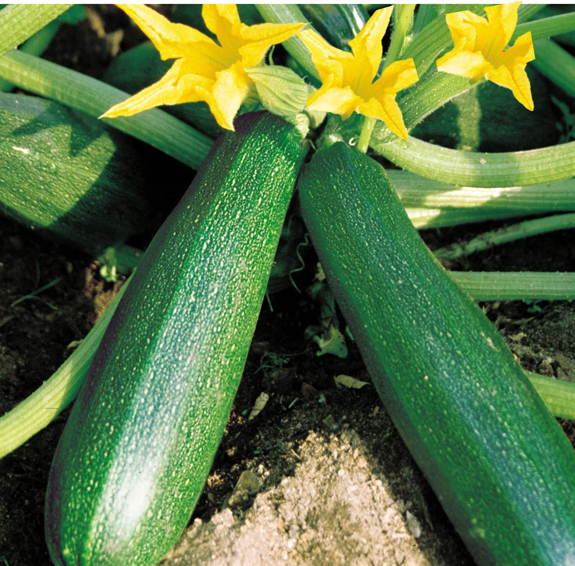 Zucchini Squash Black Beauty Growing In Vegetable Garden