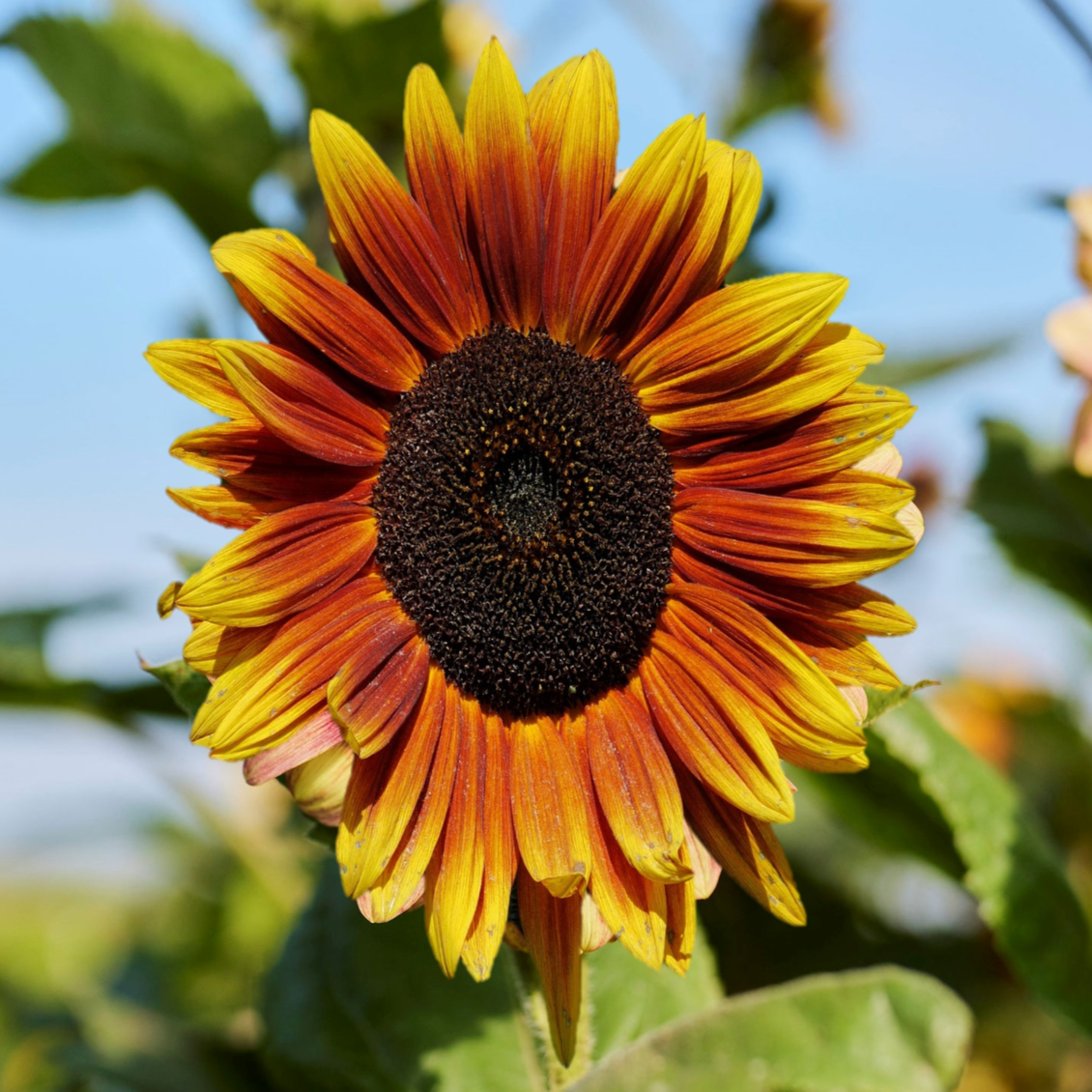 Indian Blanket Sunflower Growing In Garden 