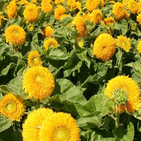 Sunflowers, Giant Teddy Bear. Fluffy Yellow Tall Sunflowers Growing In Garden