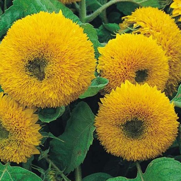 Giant Teddy Bear Sunflowers Growing In Flower Garden - Sunflower Field