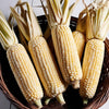 Corn Seeds - Dent Corn - Truckers Favorite