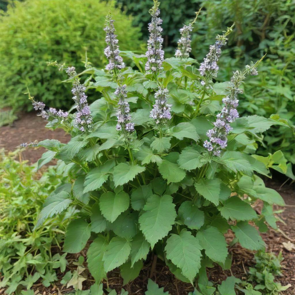 Catnip Growing In Vegetable Garden