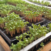 Brussel Sprouts Seeds - Long Island -  Microgreens