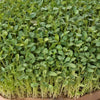 Sunflower Seeds - Black Oil - Microgreens