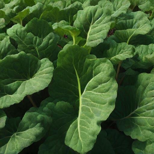 Collards Seeds – Georgia Southern