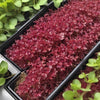 Amaranth Seeds - Red Garnet - Microgreen