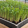 Cilantro Seeds - Leisure Splits - Microgreens