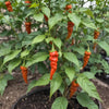 Pepper Seeds - Hot - Bhut Jolokia Ghost