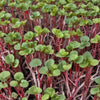 Cabbage Seeds - Red Acre - Microgreens