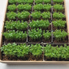 Pea Seeds - Speckled Pea Microgreens