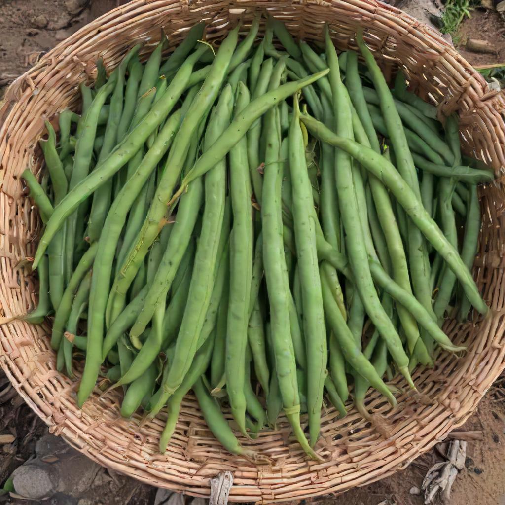 Bean Seeds - Bush Bean - Tendergreen