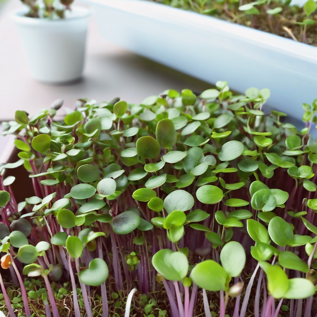 Cabbage Seeds - Mammoth Red Rock - Microgreens