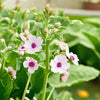 Marshmallow Herb Garden Seeds